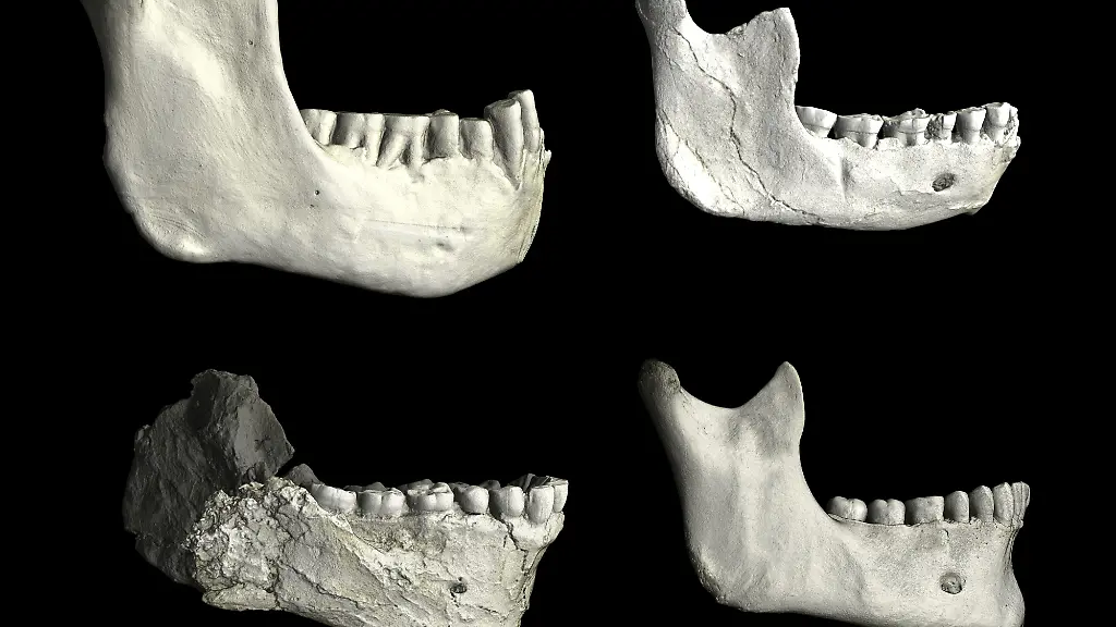Zeitnaher Ahne des Homo sapiens entdeckt